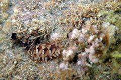 Lepidonotus melanogrammus