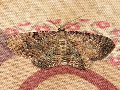 Horisme punctiscripta