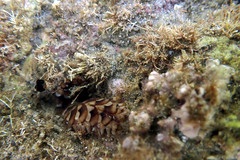 Lepidonotus melanogrammus