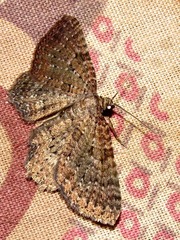 Horisme punctiscripta