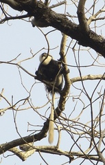 Colobus vellerosus