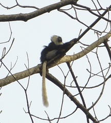 Colobus vellerosus
