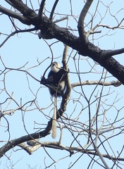 Colobus vellerosus