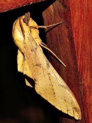 Platysphinx piabilis