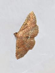 Cerynea thermesialis