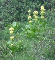 Gentiana burseri