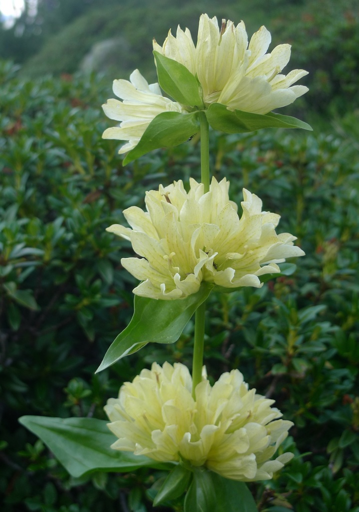 Burser's gentian