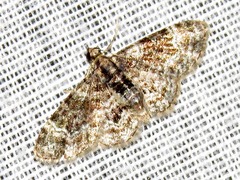 Chloroclystis