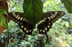 Papilio menestheus