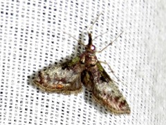 Rhynchopaschia melanolopha
