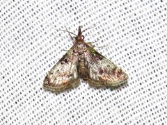Rhynchopaschia melanolopha
