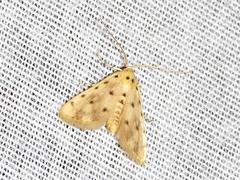 Calamoschoena stictalis