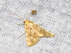 Calamoschoena stictalis