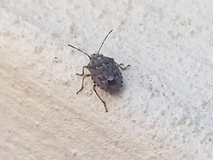 Holcogaster fibulata