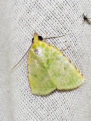 Lophocrama phoenicochlora