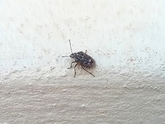 Holcogaster fibulata