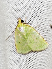 Lophocrama phoenicochlora
