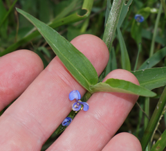 Commelina diffusa diffusa