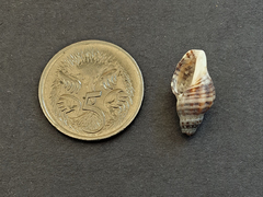 Agnewia tritoniformis