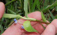 Commelina diffusa diffusa
