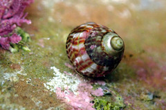 Prothalotia pulcherrima