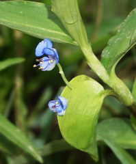 Commelina diffusa diffusa