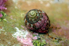 Prothalotia pulcherrima