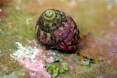 Prothalotia pulcherrima