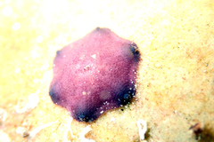 Meridiastra medius