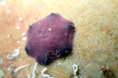 Meridiastra medius