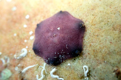 Meridiastra medius