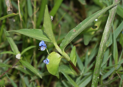 Commelina diffusa diffusa