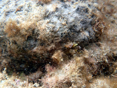 Psammocinia