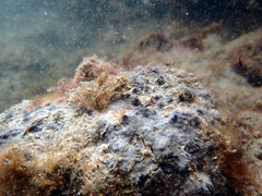 Psammocinia