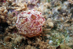 Synoicum bowerbanki