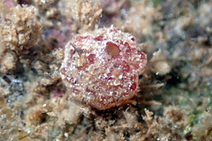 Synoicum bowerbanki