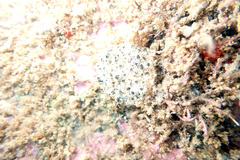 Synoicum sphinctorum