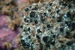 Synoicum sphinctorum