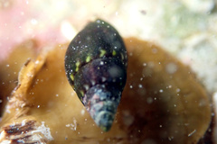 Mitrella pulla
