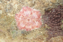 Meridiastra medius