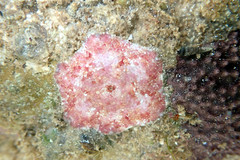 Meridiastra medius