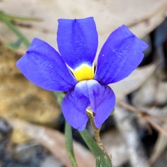 Goodenia coerulea