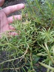 Portulaca grandiflora