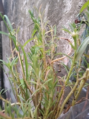Portulaca grandiflora