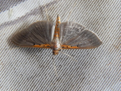 Filodes costivitralis