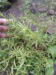 Portulaca grandiflora