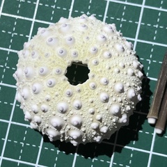 Stomopneustes variolaris