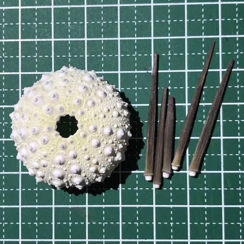 pot-hole urchin