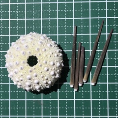 Stomopneustes variolaris