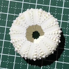 Stomopneustes variolaris